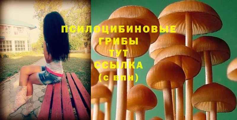 что такое   Дубовка  Псилоцибиновые грибы Psilocybe 